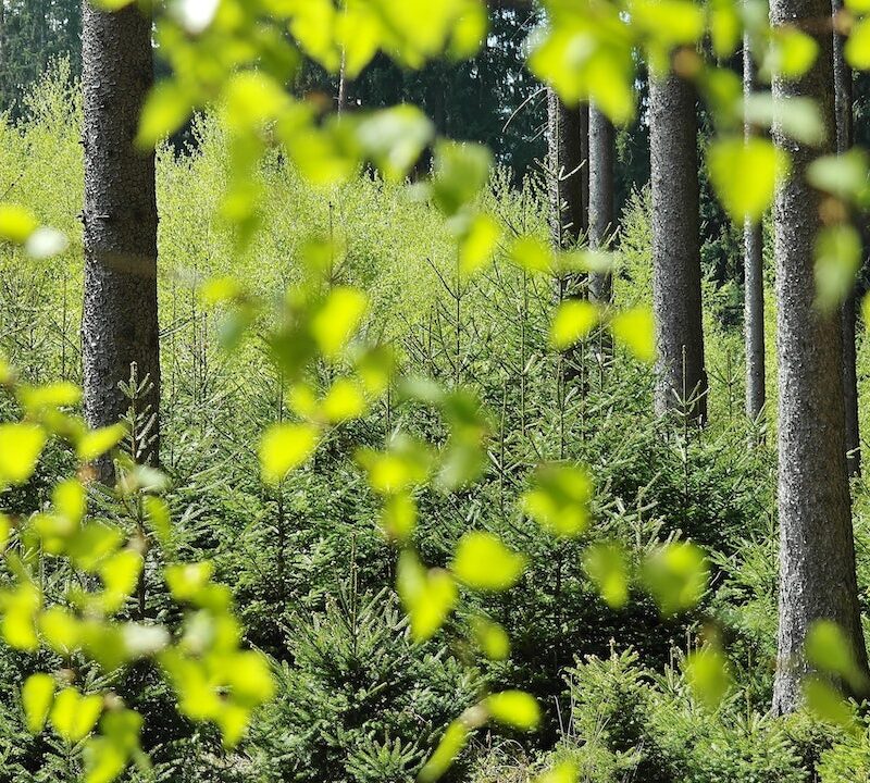 Crypto Casino Roulette Developers Will Feature on the Upcoming Environmental Protection Conference