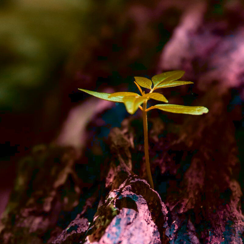 The importance of preserving the environment