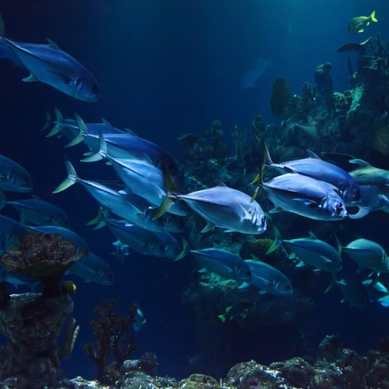 10 Largest Marine Protected Areas in the World: Preserving Our Oceans